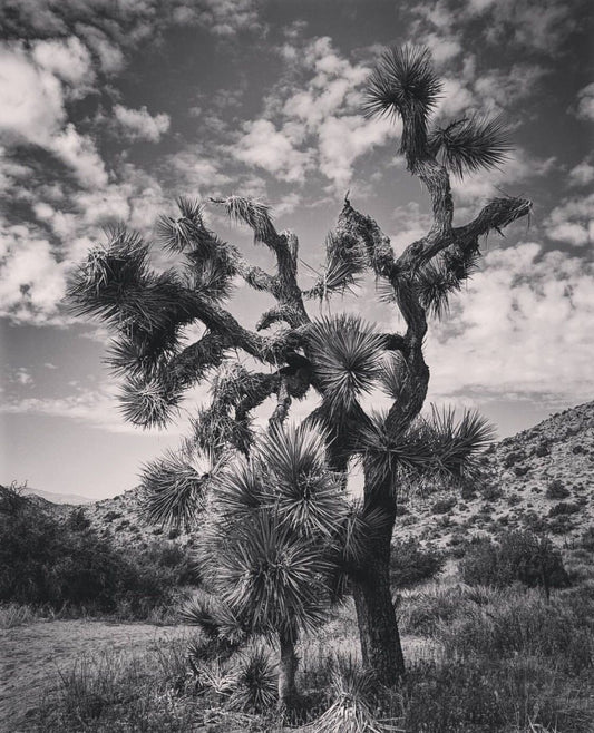 Joshua Tree