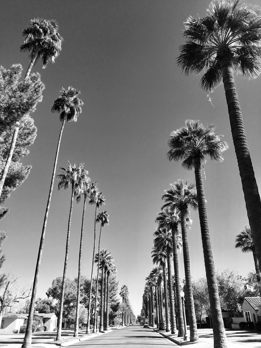 Palms